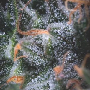 BLACK CHERRY PUNCH AUTO...