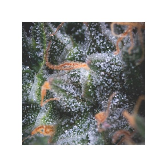 BLACK CHERRY PUNCH AUTO X3+1-PYRAMID SEEDS