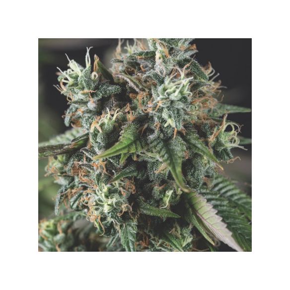 DO-SI-DOS AUTO  X3+1-PYRAMID SEEDS