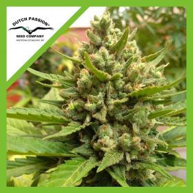 BLUEBERRY  AUTO X3-DUTCH...