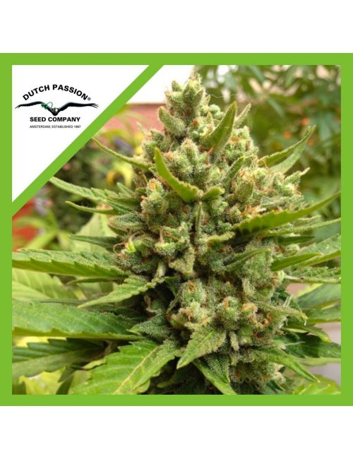 BLUEBERRY  AUTO X3-DUTCH PASSION