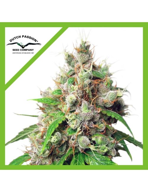 AUTOEUFORIA  AUTO X3-DUTCH PASSION