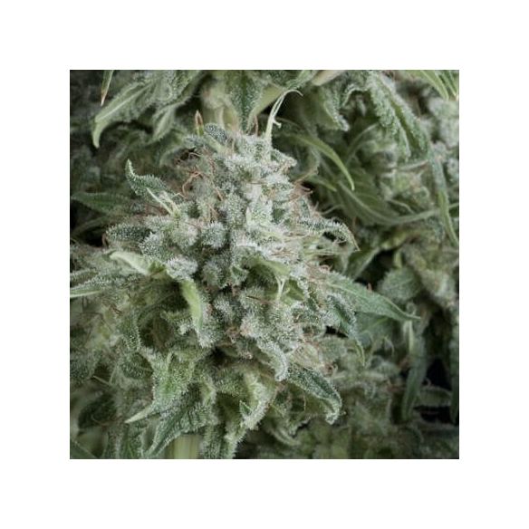 ANUBIS  AUTO X5+2-PYRAMID SEEDS