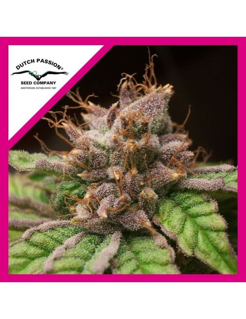 BLUEBERRY  FEM X3-DUTCH PASSION