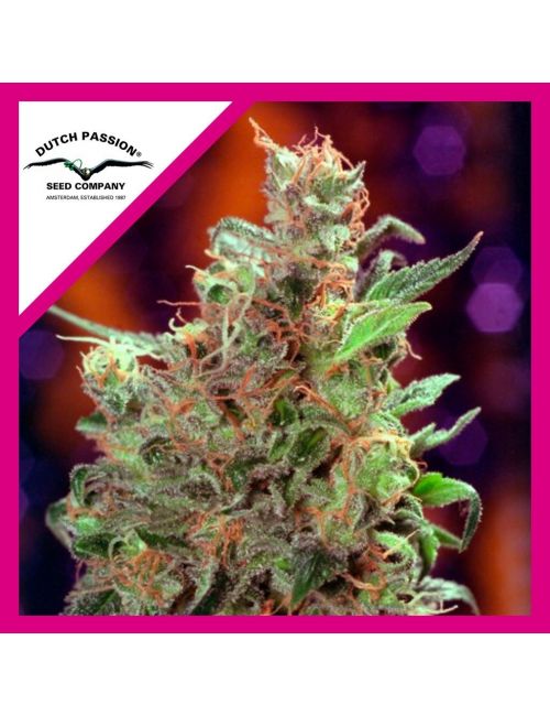 CALIFORNIAN ORANGE  FEM X3-DUTCH PASSION