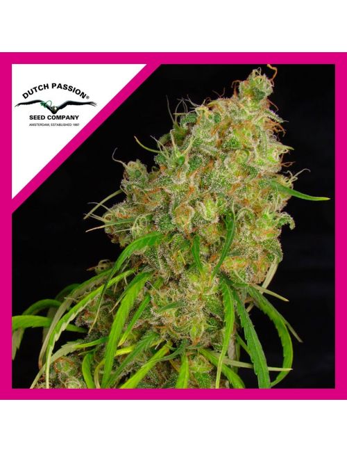 DESFRAN FEM X3-DUTCH PASSION