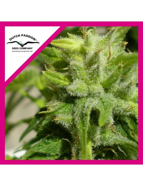 EUFORIA  FEM X3-DUTCH PASSION