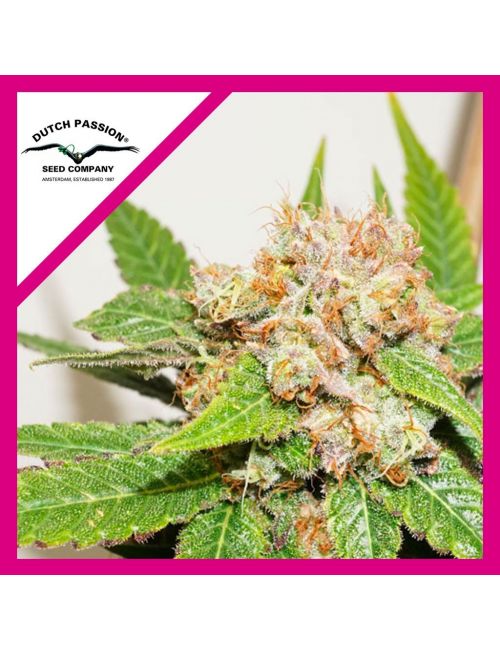 GLUEBERRY OG FEM X3-DUTCH PASSION