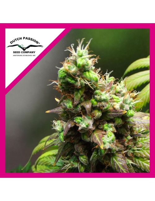 ORANGE HILL SPECIAL FEM X3-DUTCH PASSION