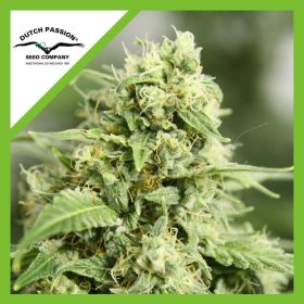 STARRYDER  AUTO X3-DUTCH...