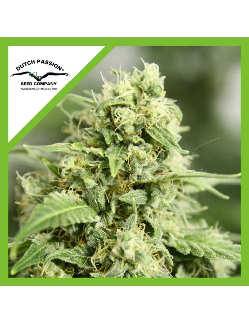 STARRYDER  AUTO X3-DUTCH PASSION