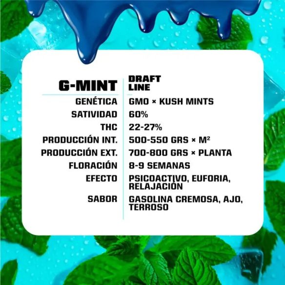 G-MINT FEM X4-BSF