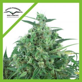 THINK DIFFERENT AUTO...