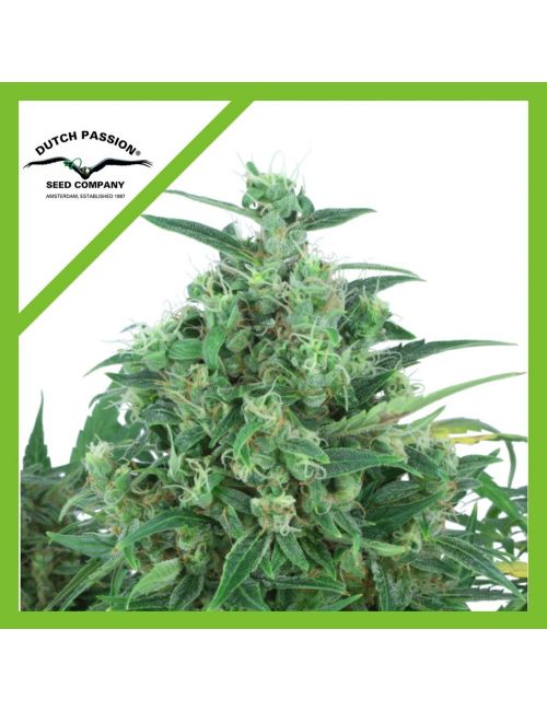 THINK DIFFERENT AUTO X3-DUTCH PASSION