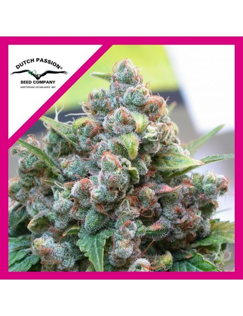 WHITE WIDOW FEM X3-DUTCH PASSION