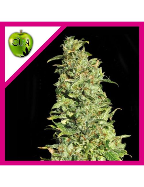 HIGH LEVEL FEM X3+1-EVA SEEDS