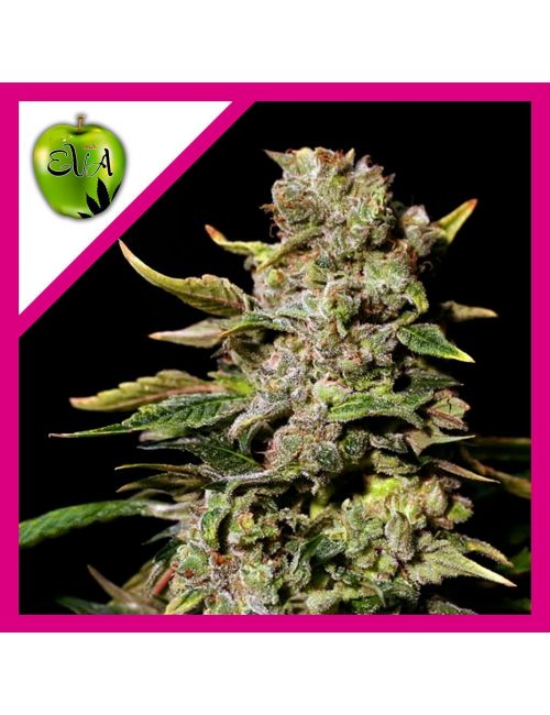 TNT KUSH  FEM X3+1-EVA SEEDS