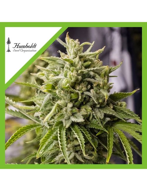 BUBBA KUSH AUTO X3-HUMBOLDT SEEDS