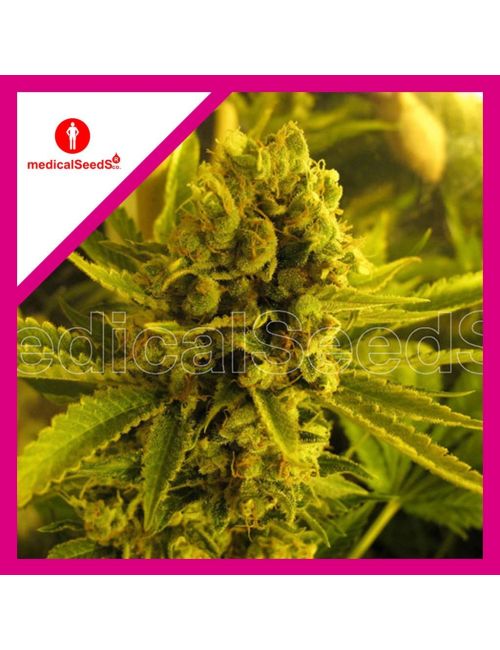 CHANNEL +  FEM X3+2-MEDICAL SEEDS