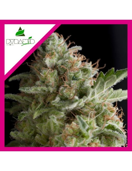 AMERICAN PIE  FEM X1-PYRAMID SEEDS