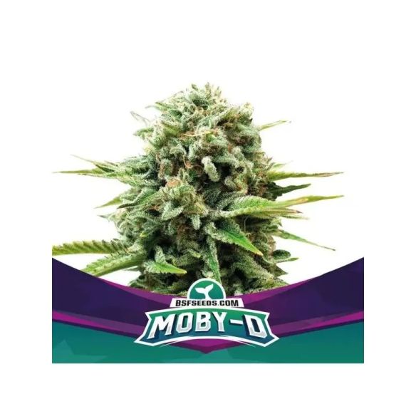 MOBY-D FEM X4-BSF