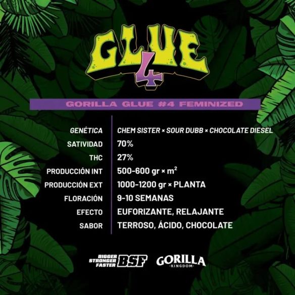 GORILLA GLUE 4 FEM X12-BSF