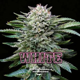 WHITE GORILLA FEM X4-BSF
