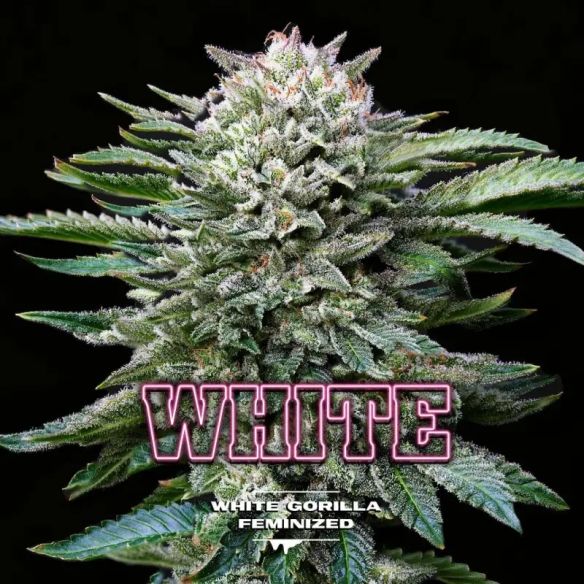 WHITE GORILLA FEM X4-BSF