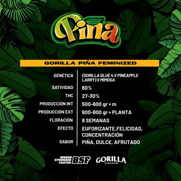 GORILLA PIÑA FEM X12-BSF