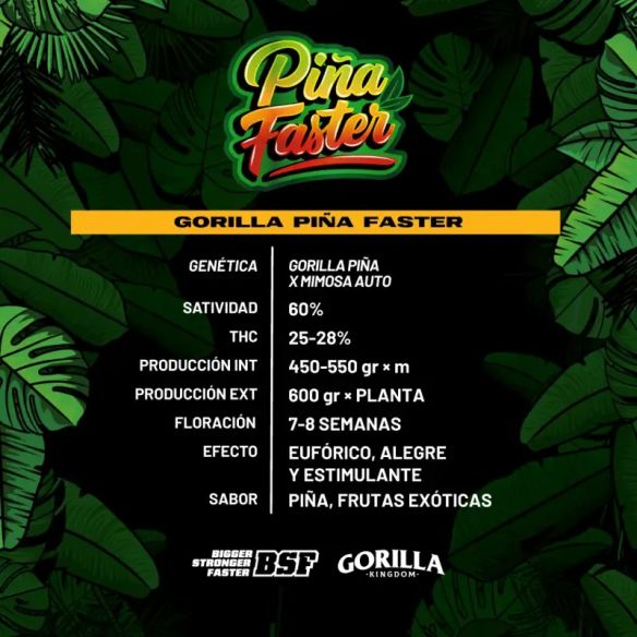GORILLA PIÑA FAST VERSION X2-BSF