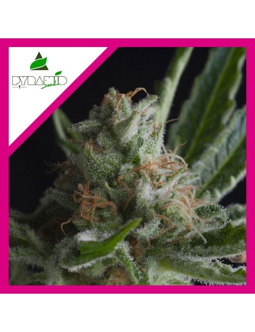 SHARK  FEM X1-PYRAMID SEEDS