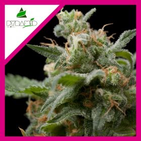 SUPER HASH  FEM X1-PYRAMID...