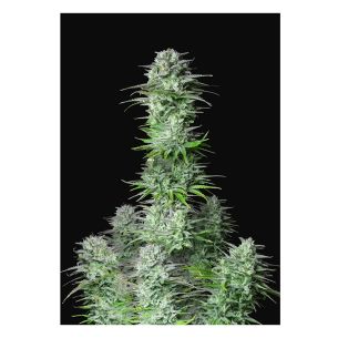 KOSHER CAKE AUTO X1-FAST BUDS