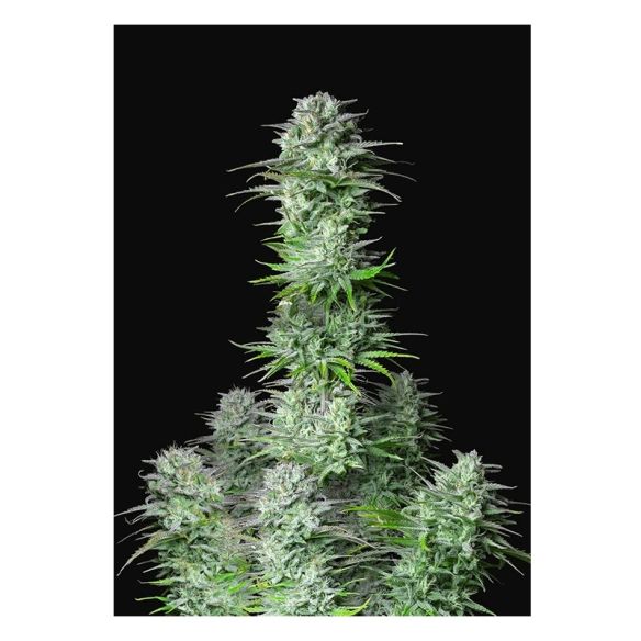 KOSHER CAKE AUTO X1-FAST BUDS