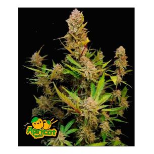 APRICOT AUTO 3+2-FAST BUDS