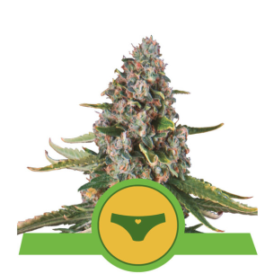 SHERBET QUEEN USA PREMIUM...