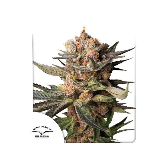 FROZEN BISCOTTI AUTO X3-DUTCH PASSION