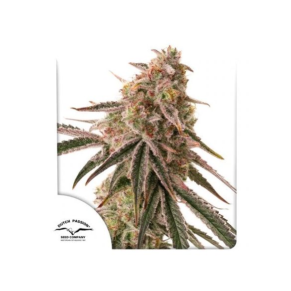 FROZEN BISCOTTI FEM X3-DUTCH PASSION