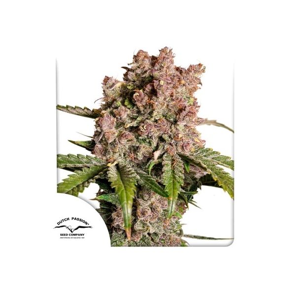 STRAWBERRY SODA AUTO X3-DUTCH PASSION