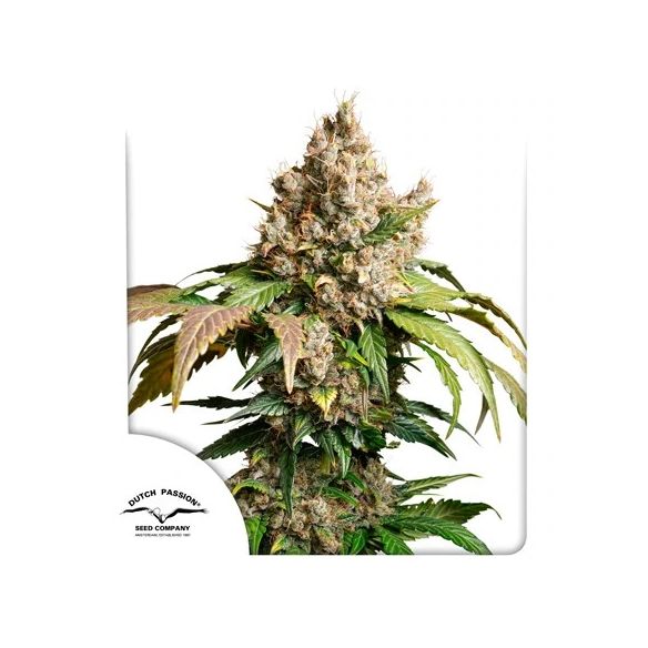 RED TROPICANA COOKIES AUTO X3-DUTCH PASSION