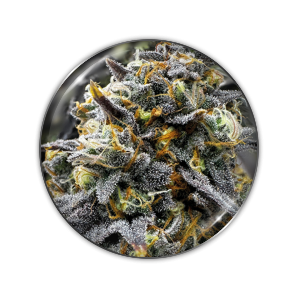 DONUTS FEM X3-MEDICAL SEEDS