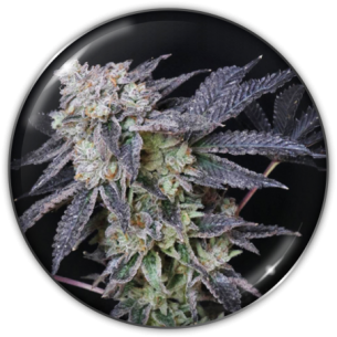 MINTZKITTLEZ FEM X3-MEDICAL...