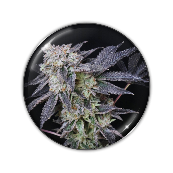 MINTZKITTLEZ FEM X3-MEDICAL SEEDS