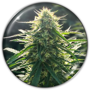 BIORELIEF CBD X3-MEDICAL SEEDS