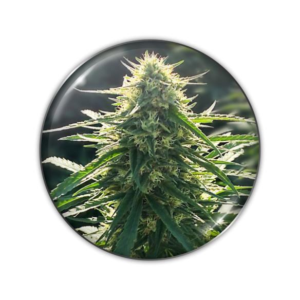 BIORELIEF CBD X3-MEDICAL SEEDS