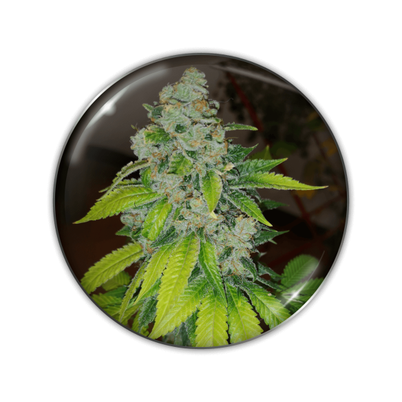 ZKITTLEZ FEM X3-MEDICAL SEEDS