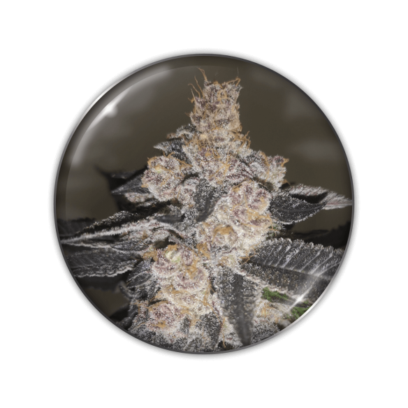 GELATO 242 FEM X3-MEDICAL SEEDS