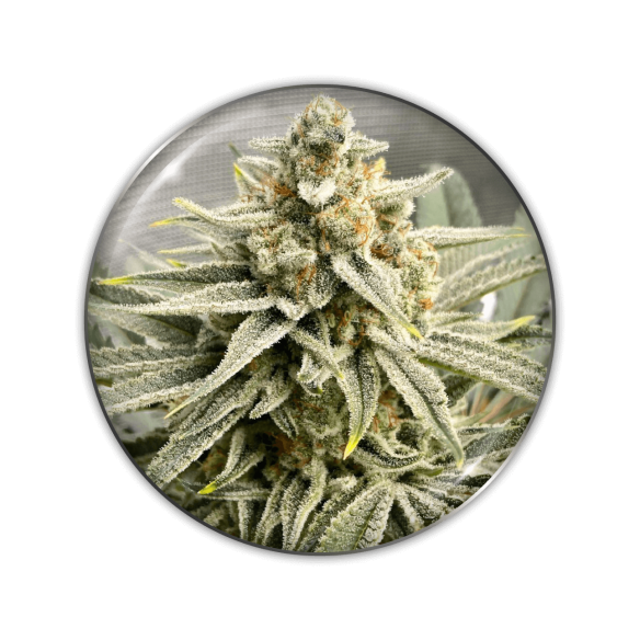 GRAPE FUEL FEM X3-MEDICAL SEEDS