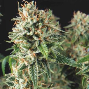 SUPER OG KUSH FAST X3+1 -...