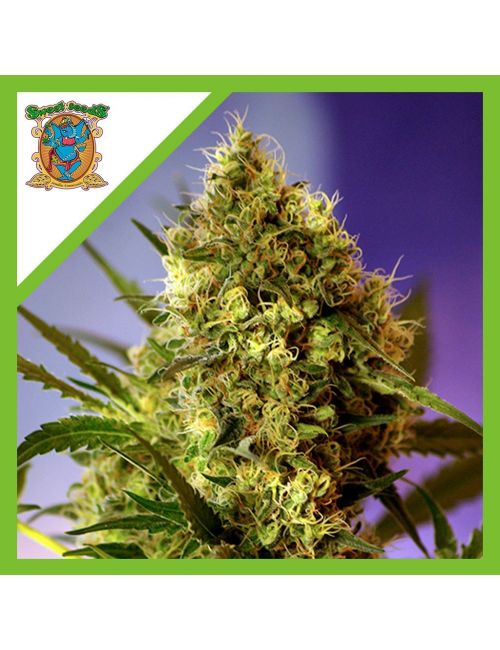 BIG DEVIL  AUTO® X3+1-SWEET SEEDS